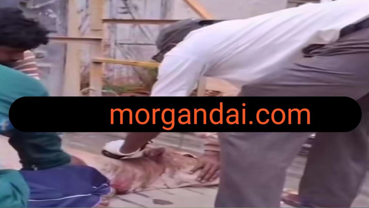 गंडई सुरहि नदी के पास गाय से तकराया वाहन,